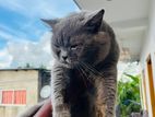 British Shorthair Cat