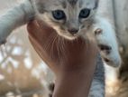 British Shorthair Kitten