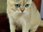British Shorthair Cat