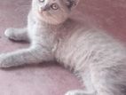 British Shorthair Cat