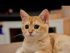 British Shorthair Ginger