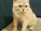 British Shorthair Golden Cat