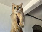 British Shorthair Golden Shaded
