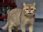 British Shorthair Golden Shaded Ny11
