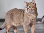British Shorthair Golden Shaded NY11