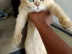 British shorthair Golden sheded