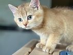 British Shorthair Kitten Cat