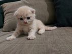 British Shorthair Kitten