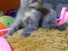 British Shorthair Kitten