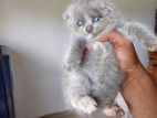 British Shorthair kitten