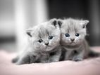 British Shorthair Kitten