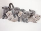 British Shorthair Kitten