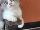 British Shorthair Kitten