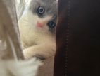 British Shorthair Kitten