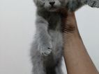 British Shorthair Kitten