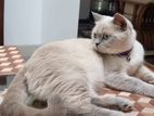 British Shorthair Kittens for Adoption