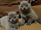 British Shorthair Kittens
