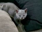 British Shorthair Kittens