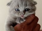 British shorthair kittens