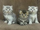 British Shorthair Kittens