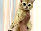 British shorthair kittens