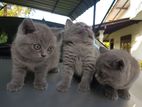 British Shorthair Kittens
