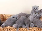 British Shorthair Kittens
