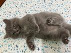 British Shorthair Kittens