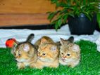 British Shorthair Kitten's