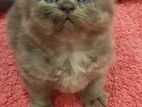 British Shorthair Kittens