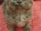 British Shorthair Kittens