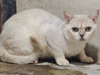 British shorthair kittens