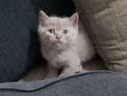 British Shorthair Lilac Kitten