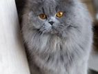 British Longhair for Crossing