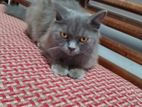 British Shorthair Male