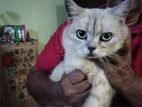British Shorthair Male Cat