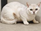 British Shorthair Male Cat