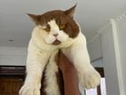 British Shorthair Male
