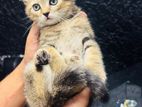 British Shorthair Male Kitten