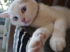 British Shorthair Mix Cat