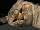 British Shorthair for Crossing (Male)