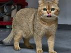 British Shorthair Cat