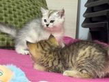 British Shorthair X Persian Kittens