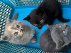 British Shorthair Persian Cat