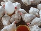 Farm Chickens