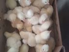 Broiler Chick