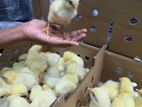 Broiler Chick