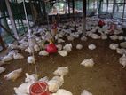 Broiler Chicken