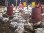 Broiler chicken