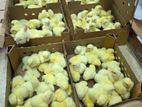 Broiler Chicken